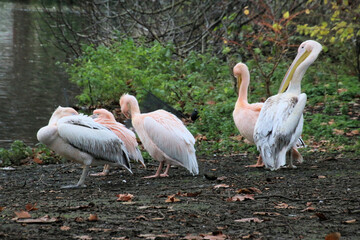 A view of the Pelicans in London