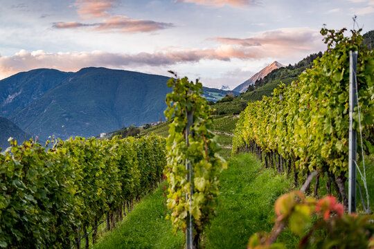 wine grapes vineyard in region of south tirol