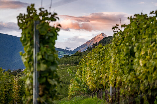 vineyard in region of south tirol