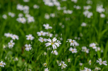 Rabalera Stellaria holostea greater stitchwort perennial flowers in bloom, group of white flowering plants on green background