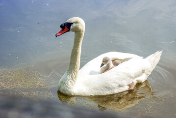 Schwan mit Jungen