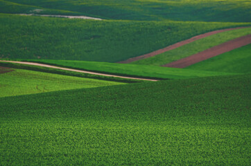 Green grass field background