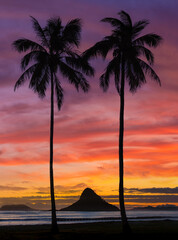 sunset in Oahu with palm trees and chinaman hat