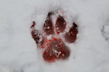 Bloody Wolf Print in Snow