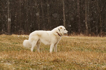 Obraz premium Sheepdog in a field surrounded by falling snow in Ontario, Canada.