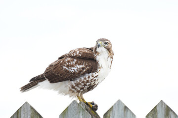 Red-tailed Hawk standing on a wooden fence with an harvest mouse under its paw, with a white background