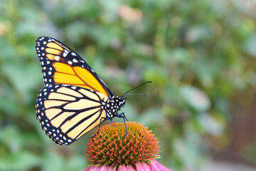 Close up profile view of one female Monarch butterfly on a purple coneflower, green plants OOF in background.