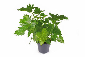 Tropical 'Thaumatophyllum Shangri La' houseplant with long stems and lobed leaves in pot isolated on white background