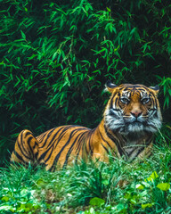 Tiger Looking