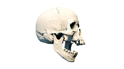 Human skull with an open lower jaw on a Black isolated background. The concept of death, immortality, eternal life, horror. Acult symbol. Spooky Halloween symbol. 3D render