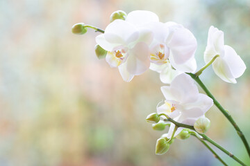Fototapeta premium White orchid branch ,Phalaenopsis, on a blurred colored background with copy space on the left