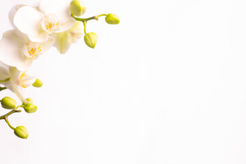 Orchid branch ,Phalaenopsis, on a white background with copy space on right