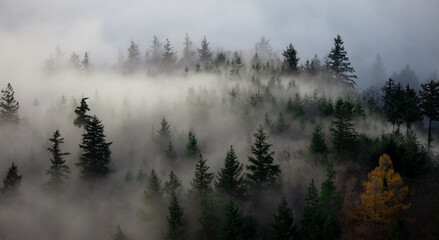 Brouillard de la Forêt-Noire