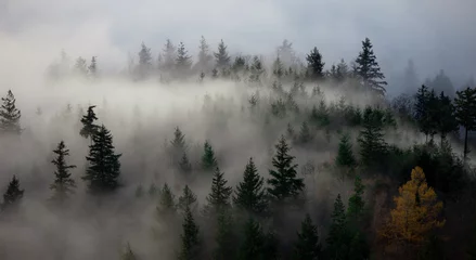 Küchenrückwand glas motiv Wald im Nebel Schwarzwaldnebel