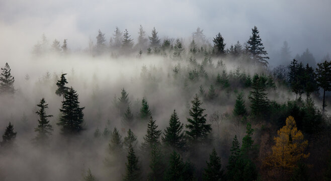 Schwarzwaldnebel