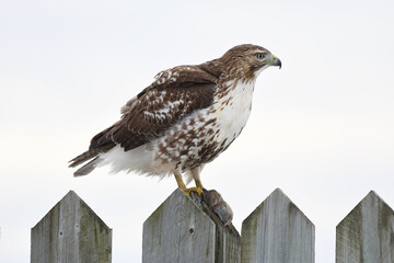 Red-tailed Hawk standing on a wooden fence with an harvest mouse under its paw, with a white background