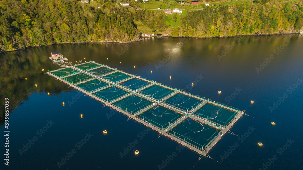 Wall mural salmon fish farm. bergen, norway.