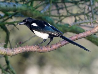 Magpie, Pica pica