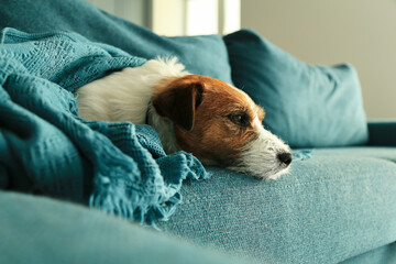 Portrait of sleeping Jack Russell dog on the sofa