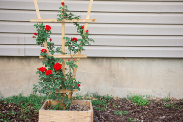 Fototapeta na wymiar Climbing roses on cedar standing trellis in front of residential home