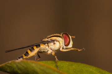 Hover fly on a perch in the garden