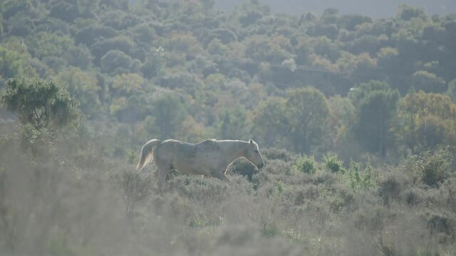 White horse chilling in the middle of the nature in south of france, pic saint loup