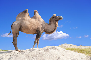  Bactrian Camel . Two humps camel.
