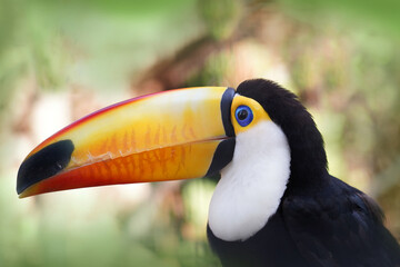 Toucan bird in tropical forest .