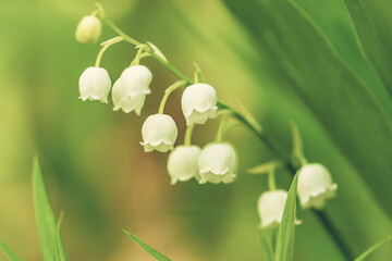 Lily of the valley