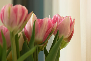 Bouquet of pink and white tulips in a vase in the interior against a blue wall. Birthday gift for a girl or mother, for March 8. Spring flowers.