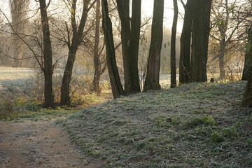 path in the woods