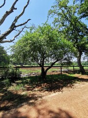 trees on the farm