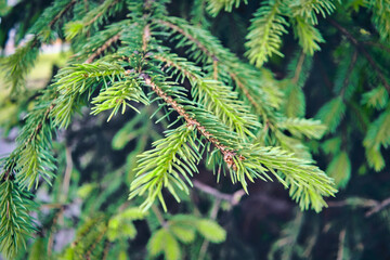 Christmas background with beautiful green pine tree brunch close up.