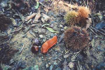 Castañas en el campo, otoño