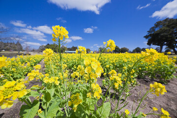 青空の下の満開の菜の花畑
