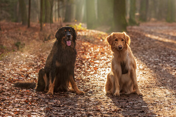 male black and gold Hovie with blonde female in backlight at the forest