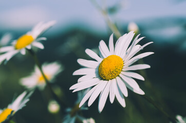 Wild camomile flowers