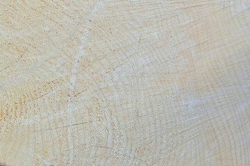 texture of wood