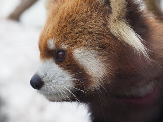 円山動物園のレッサーパンダ