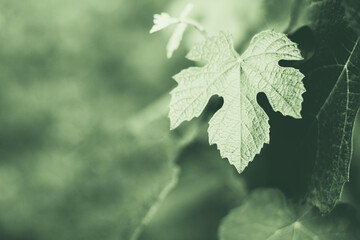Pale green grape leaves grow in the garden. Copy space. Vintage denim style.
