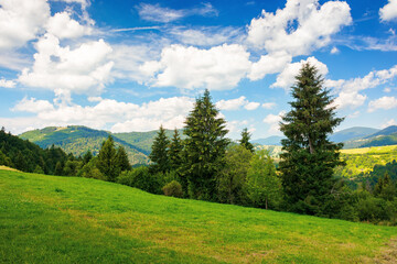 Fototapeta na wymiar summer countryside in mountains. spruce trees on the grassy meadow. wonderful weather with fluffy clouds on the sky. beautiful landscape scenery
