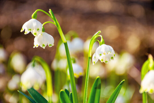 tender summer snowflake flower close up. beautiful nature background in springtime on a sunny weather