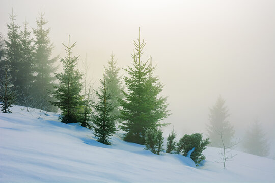 trees in morning mist on a snow covered hill. beautiful winter landscape on a sunny weather