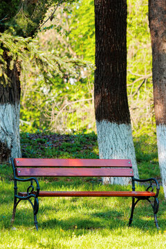 empty wooden bench in the park. sunny weather on spring or summer day. green grass on the lawn. relax concept