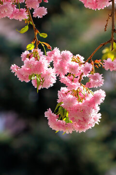 pink cherry blossom closeup. beautiful nature background in spring on a sunny day in park