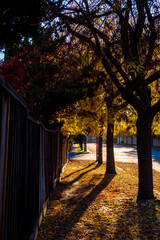 Autumn color in Fremont