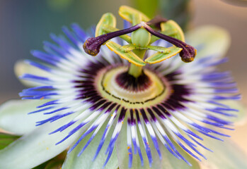 Close Up of a flowering Passiflora Caerulea. Also known as passion flowers or the blue passionflower .