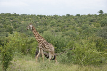 giraffe walking in the savannah