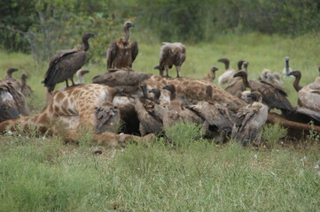 scavenger vultures on a dead giraffe