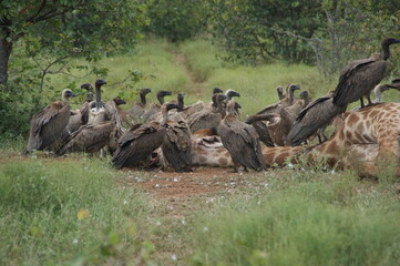 group of vultures witha a giraffe in the savanne
